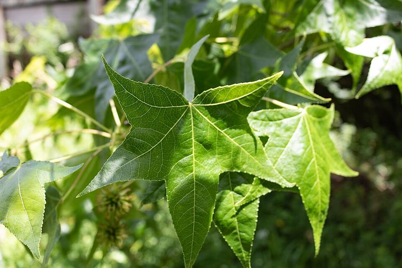 Favorite Tennessee Trees On Their Menu