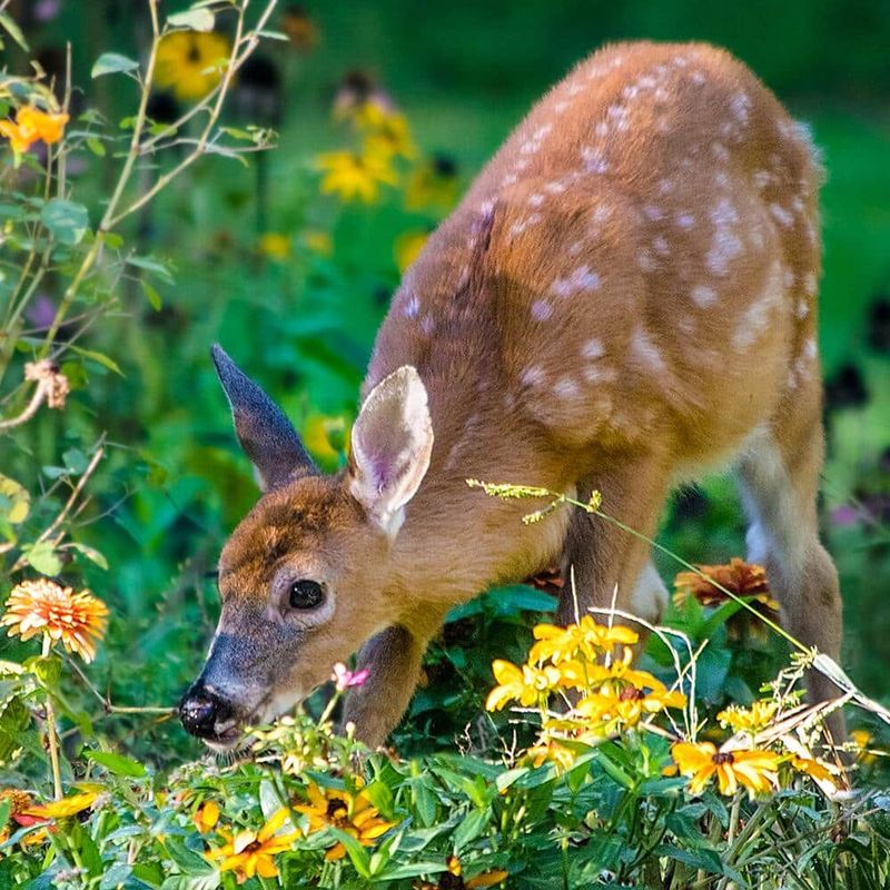 Fawns Are Growing And Getting Hungrier Fawns Are Growing And Getting Hungrier