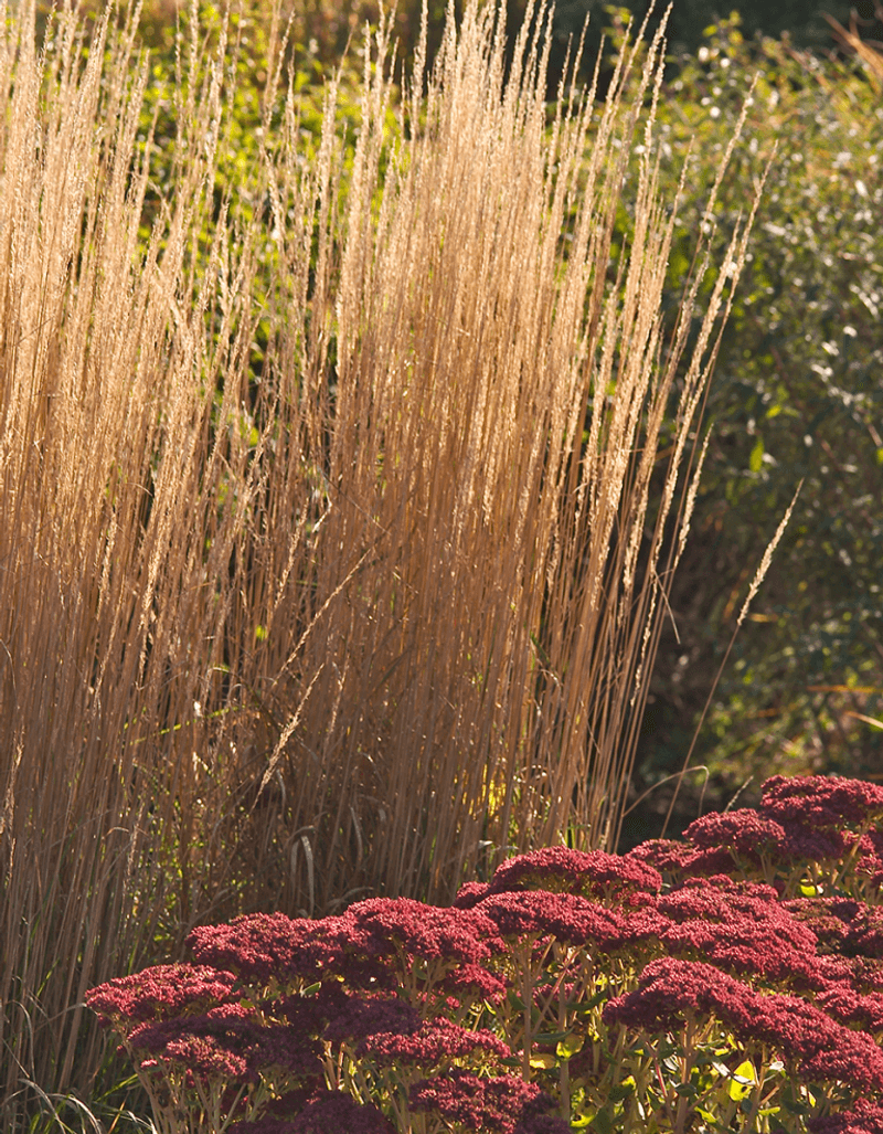 Feather Reed Grass Creates A Strong Vertical Accent Feather Reed Grass Creates A Strong Vertical Accent