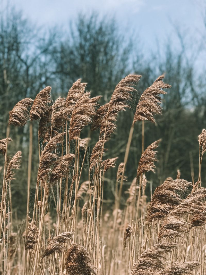 Feather Reed Grass For Tall Winter Structure