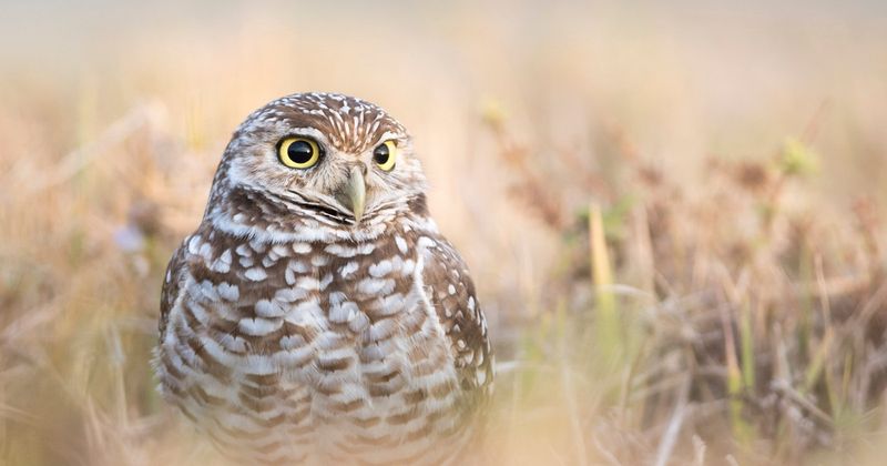 Feathers And Pellets Can Be Another Clue