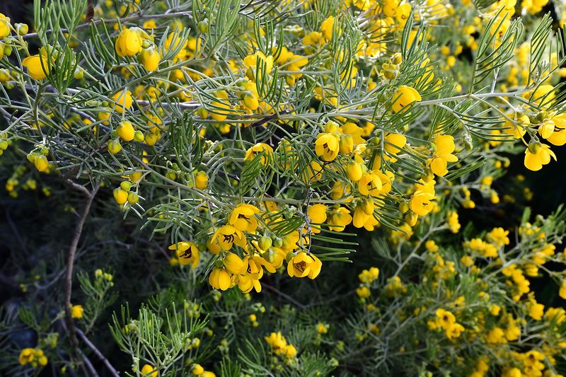 Feathery Senna Feathery Senna