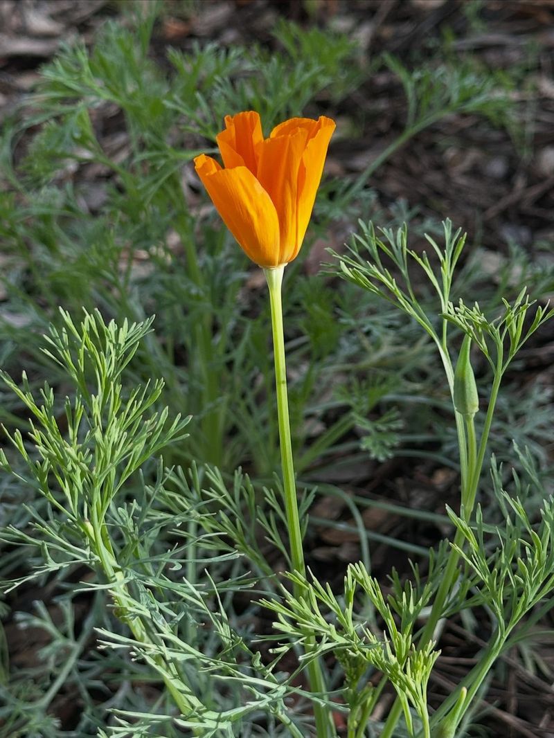 February Marks The Real Reset For The Garden February Marks The Real Reset For The Garden