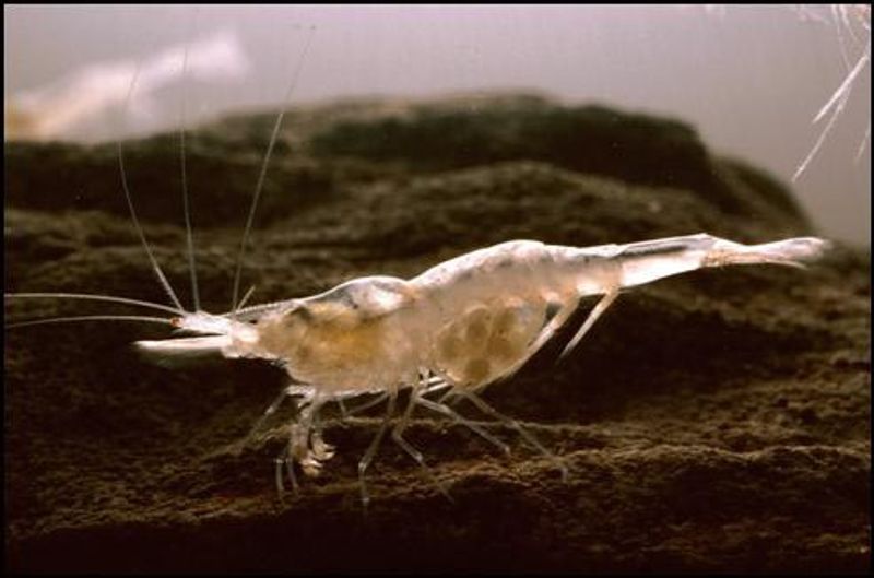 Federally Endangered Since 1983 Federally Endangered Since 1983