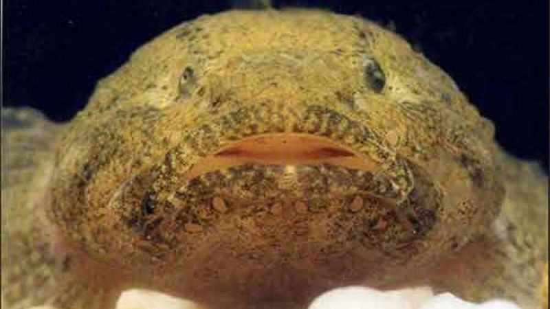Federally Endangered Since 2013