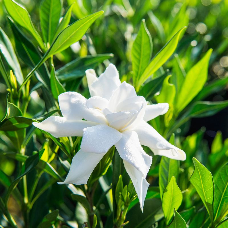 Feed Gardenias While Fall Growth Is Still Active Feed Gardenias While Fall Growth Is Still Active