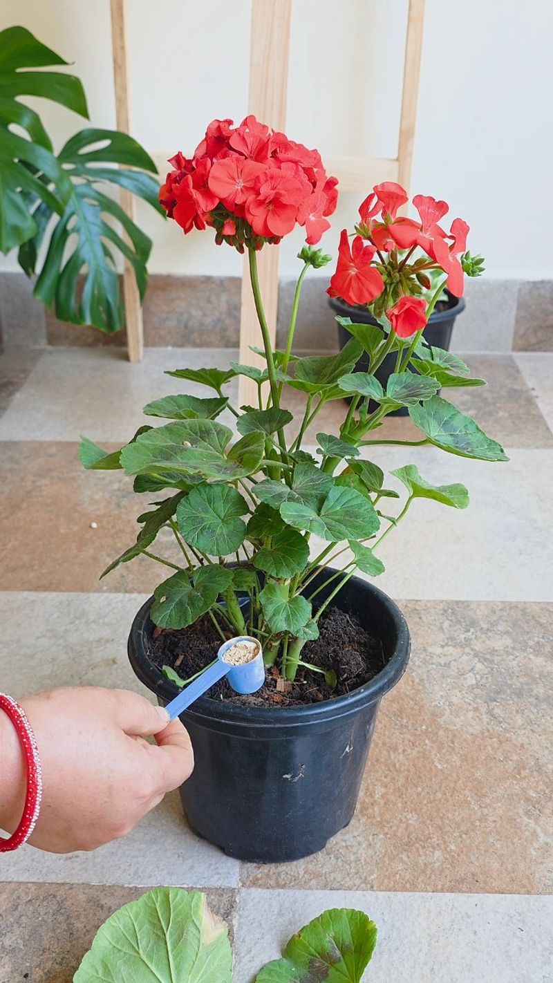 Feed Geraniums During Active Growth Feed Geraniums During Active Growth