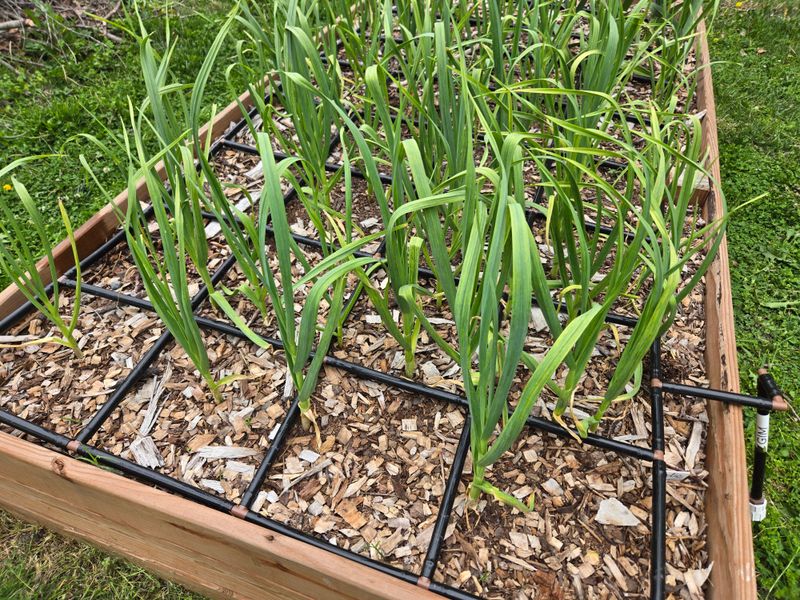 Feed Hungry Bulbs Through The Cool Growing Months Feed Hungry Bulbs Through The Cool Growing Months