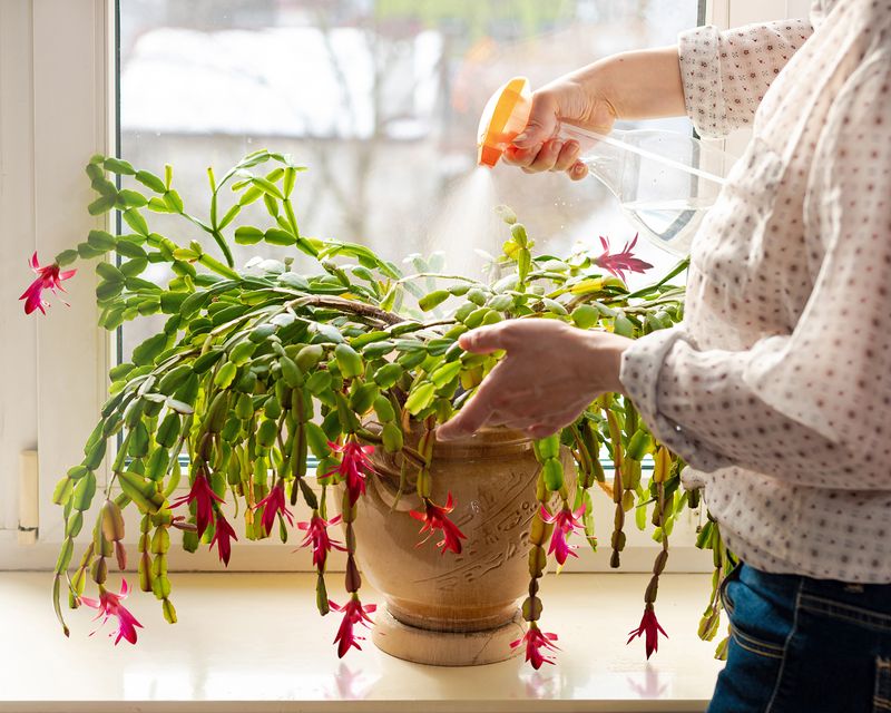 Feed It During The Growing Season