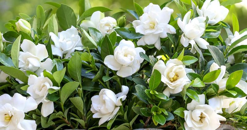 Feed North Florida Gardenias In September And Wait Until October Farther South