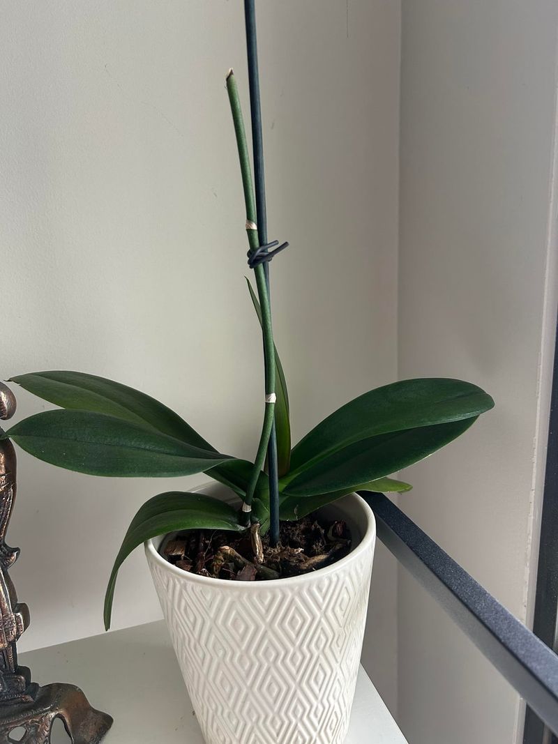 Feed Orchids Only When New Growth Is Still Active