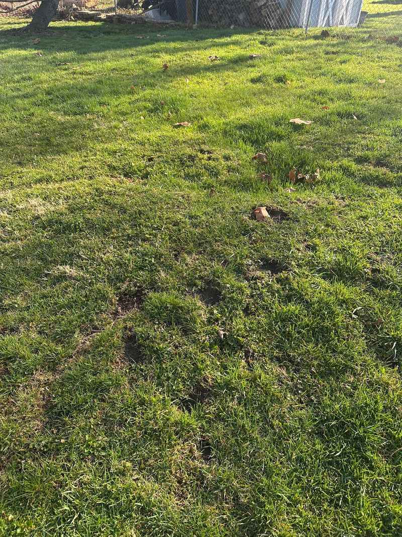 Feed The Lawn At The Right Time