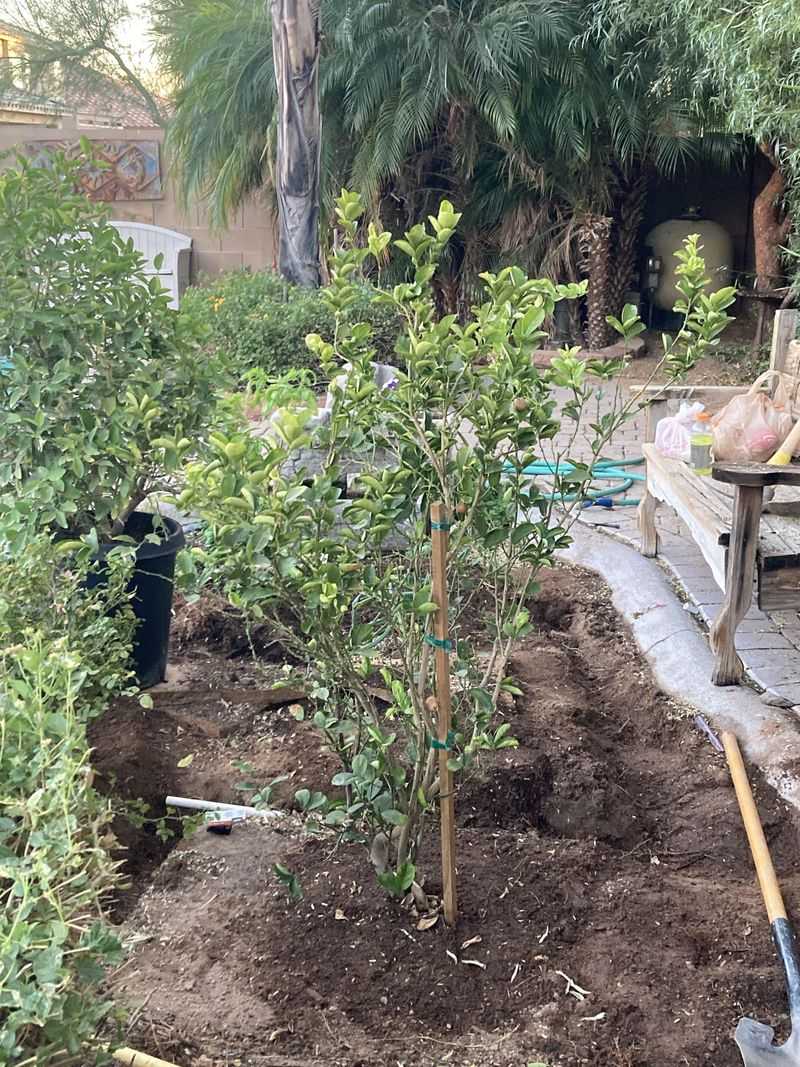 Feed Young Newly Planted Trees Still Building Roots Feed Young Newly Planted Trees Still Building Roots