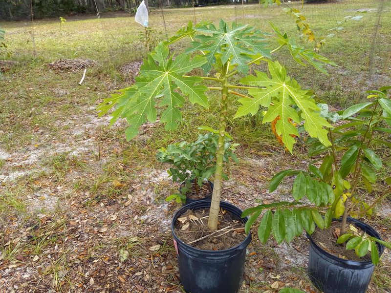 Feed Young Plants Once New Growth Takes Off Feed Young Plants Once New Growth Takes Off