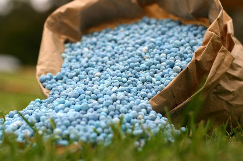 Feed Your Lawn Without Going Overboard Feed Your Lawn Without Going Overboard