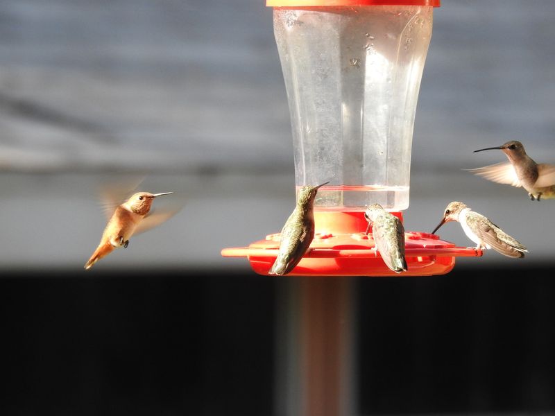 Feeder Placement Problems