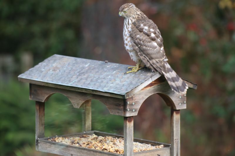 Feeders Can Concentrate The Small Birds Some Hawks Hunt Feeders Can Concentrate The Small Birds Some Hawks Hunt