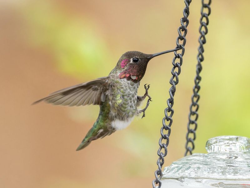 Feeders Give Them A Reliable Food Source Feeders Give Them A Reliable Food Source
