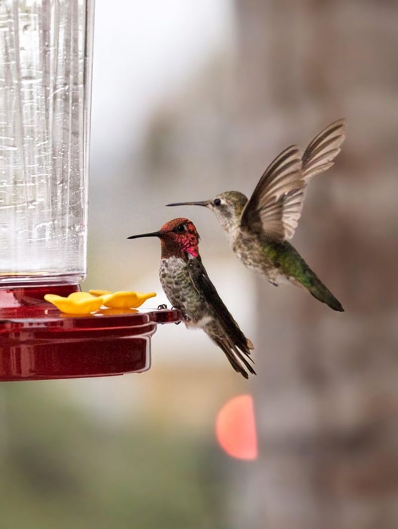 Feeders Look Like A Jackpot