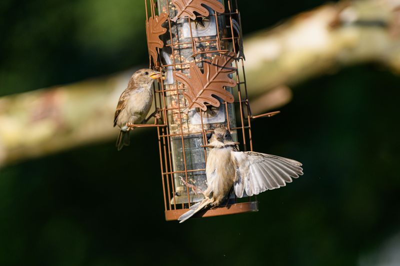 Feeders, Seeds, And Water To Support The Molt