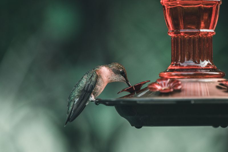 Feeders Turn Into Reliable Fuel Stations