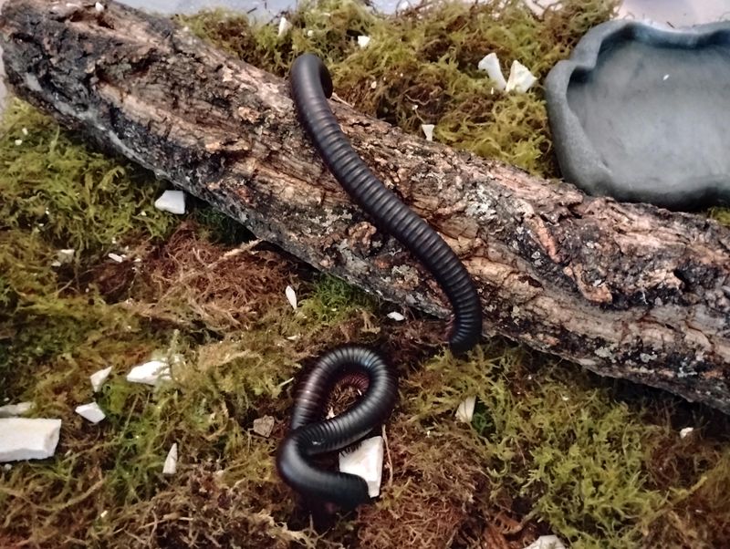 Feeding An Underground Crowd Of Tiny Critters