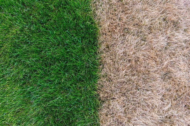 Feeding Grass That Has Gone Dormant