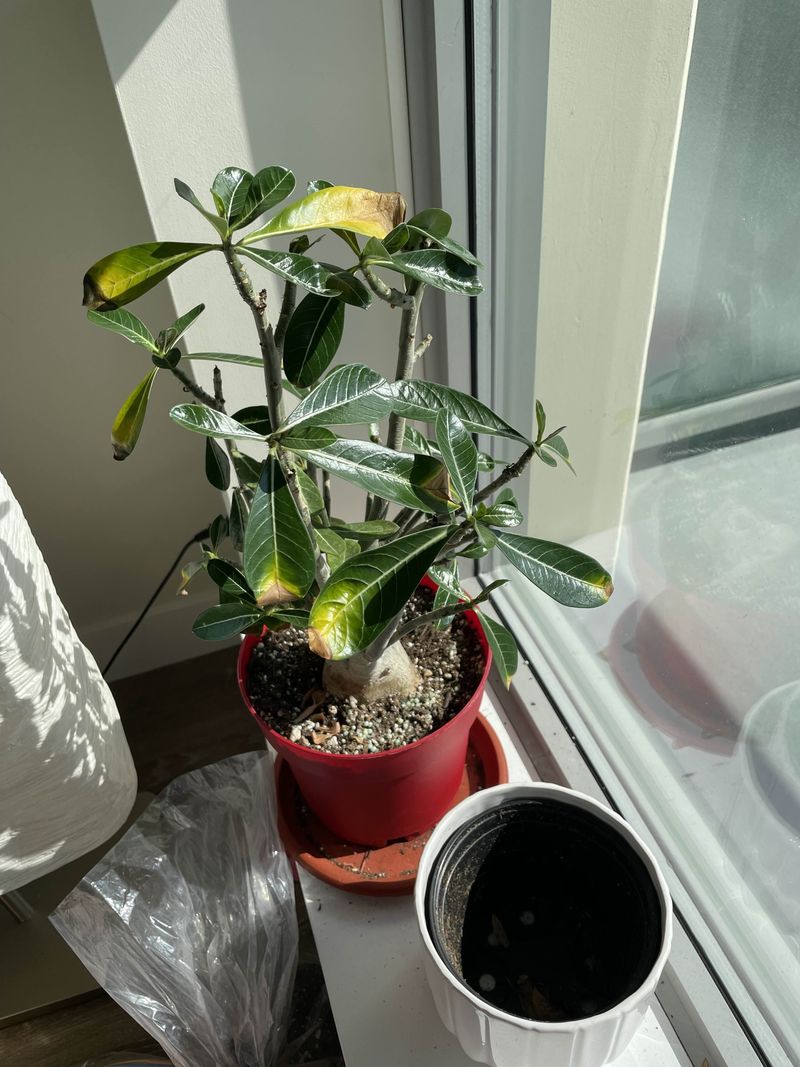Feeding Your Plant When It Wants To Rest Feeding Your Plant When It Wants To Rest