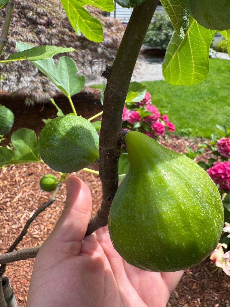 Feel The Fruit For A Soft Squeeze Feel The Fruit For A Soft Squeeze