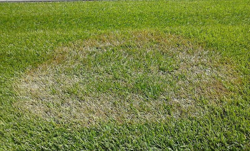 Feel The Thatch Before Mowing Again