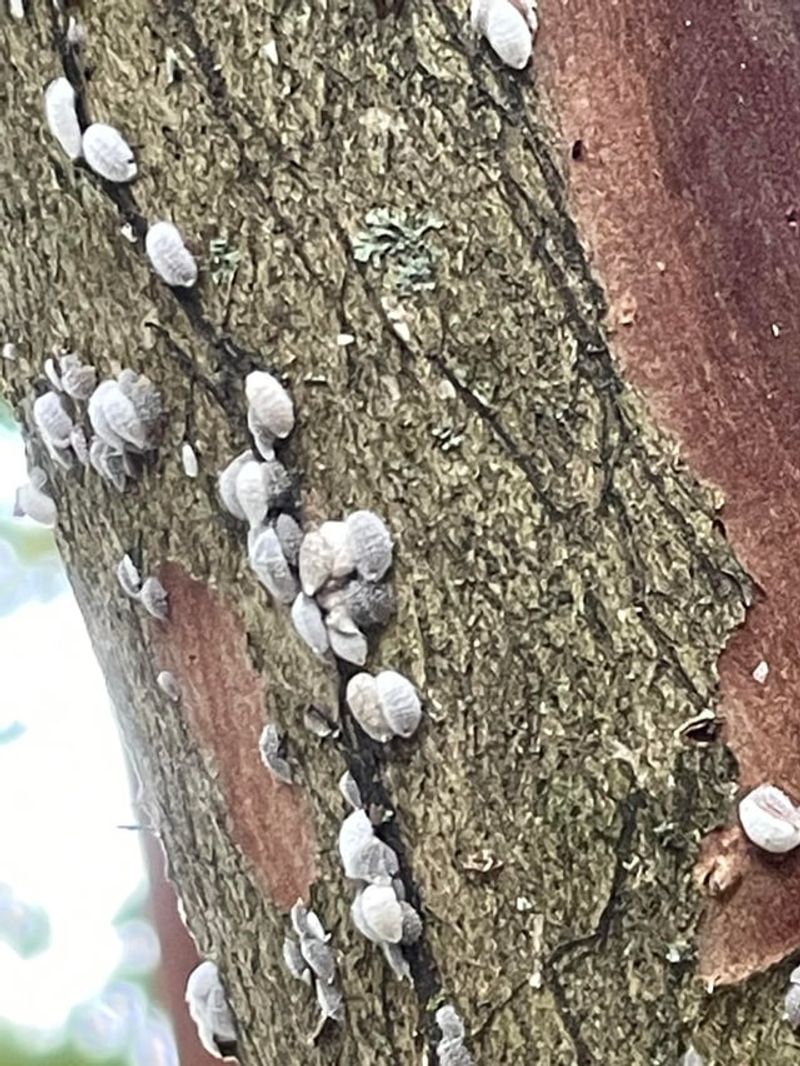 Felt-Like White Bumps On Crapemyrtle Bark