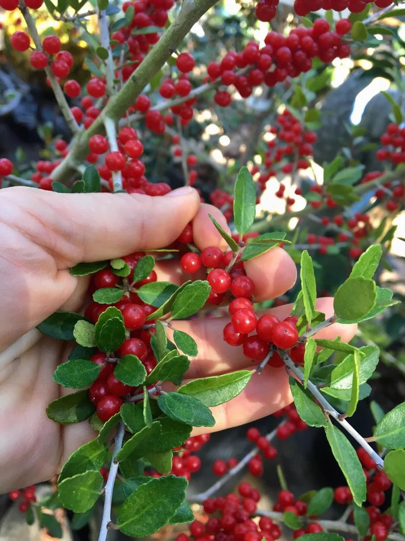 Female Plants Bring Red Berries To Winter Foliage Female Plants Bring Red Berries To Winter Foliage