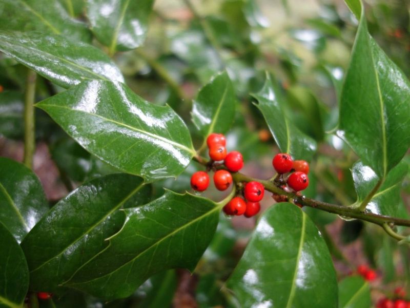 Female Plants Produce Berries When Pollination Goes Right