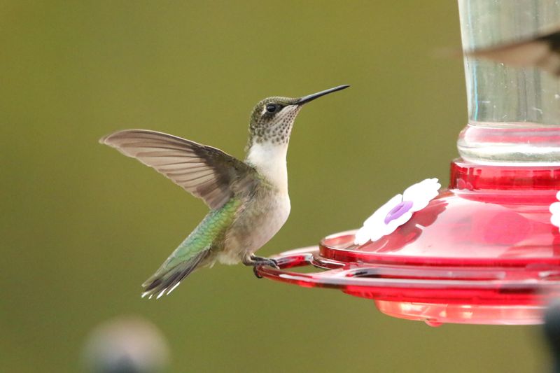 Females And Young Birds Tend To Follow Later Females And Young Birds Tend To Follow Later