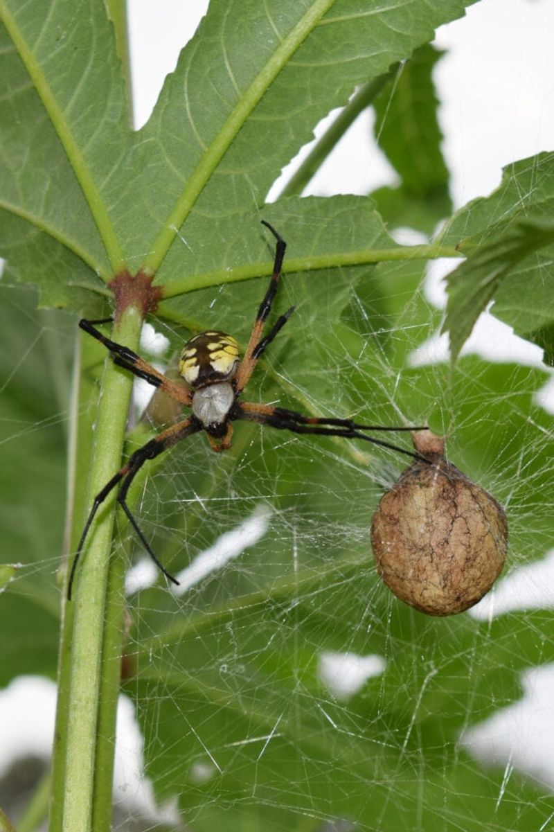 Females Become Much Easier To Notice By Early Fall