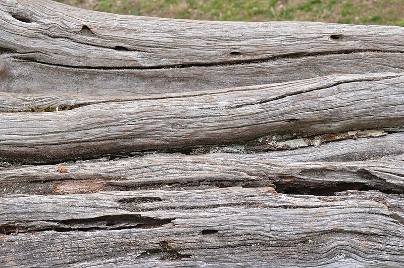 Fence Posts, Bows, And Bodark History Fence Posts, Bows, And Bodark History