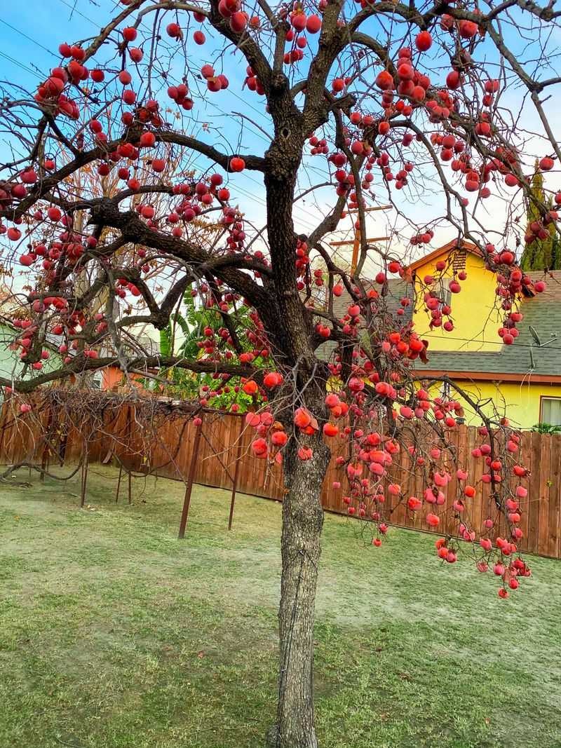 Fencerow Care For Future Persimmon Crops Fencerow Care For Future Persimmon Crops