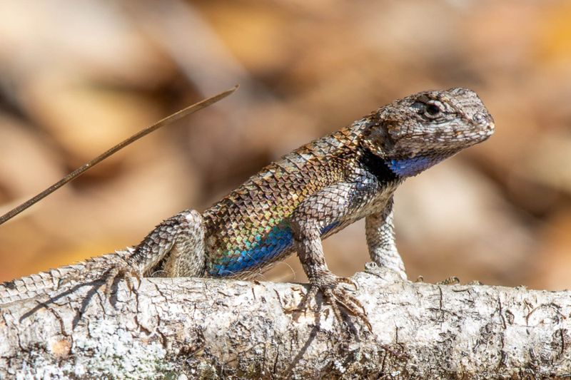 Fences Give This Reptile An Ideal Lookout Fences Give This Reptile An Ideal Lookout