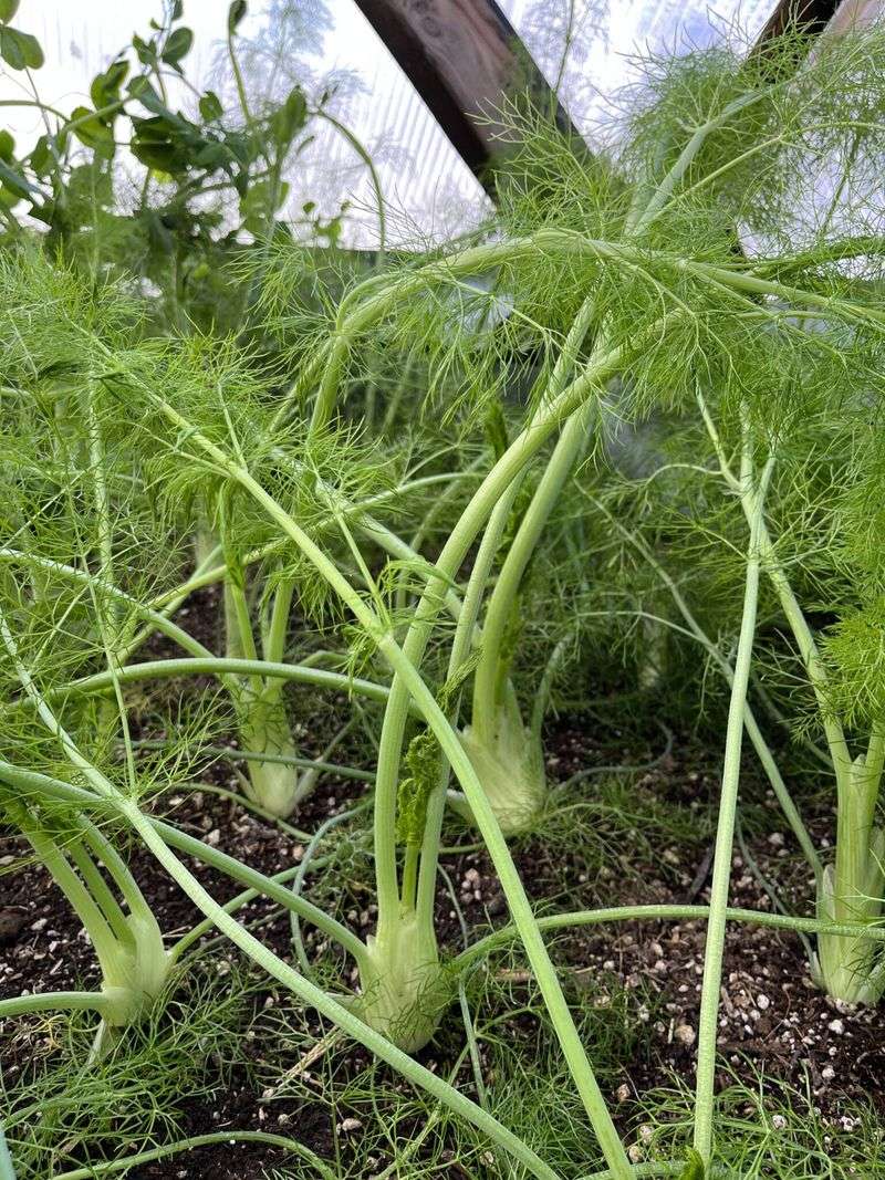 Fennel Fennel