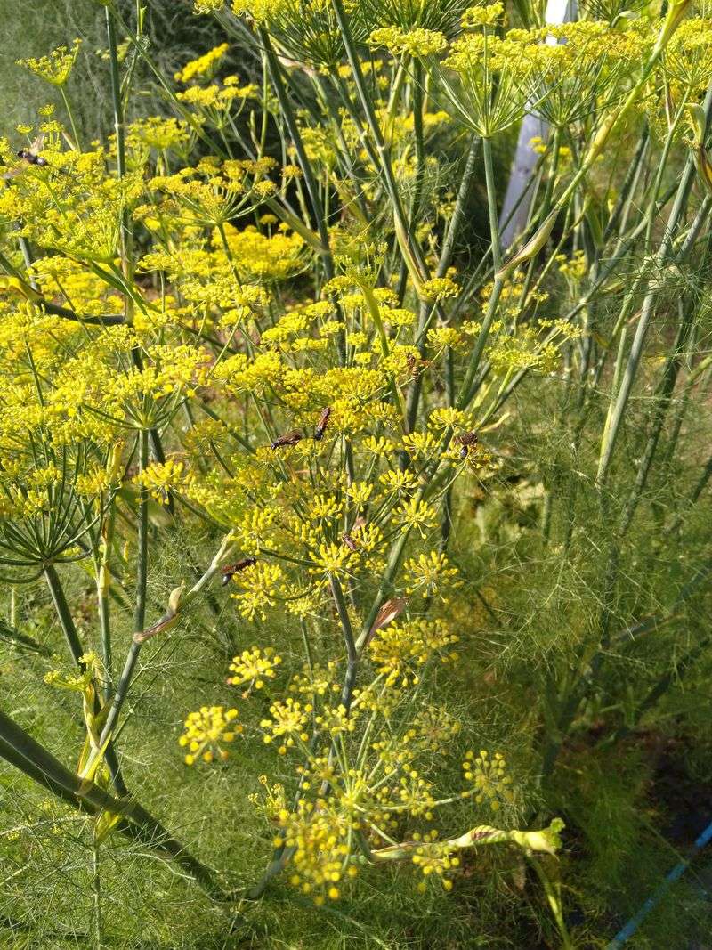 Fennel Grows Sweeter As Nights Turn Cool