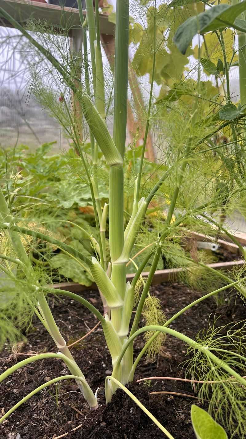 Fennel Prefers A Garden Bed To Itself Fennel Prefers A Garden Bed To Itself