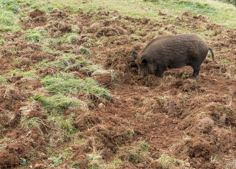 Feral Hogs Leave Distinctive Rooting Damage While Searching For Food Feral Hogs Leave Distinctive Rooting Damage While Searching For Food