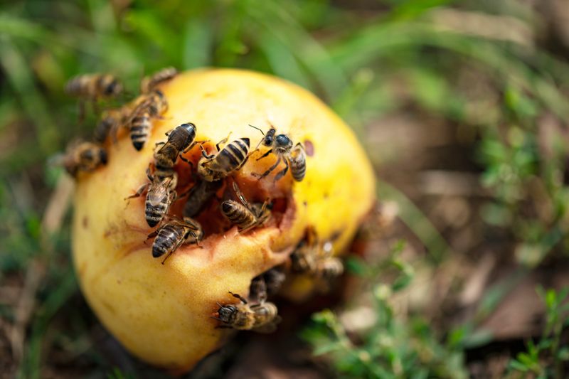 Fermenting Fruit Can Change How Bees Behave Around Food Fermenting Fruit Can Change How Bees Behave Around Food