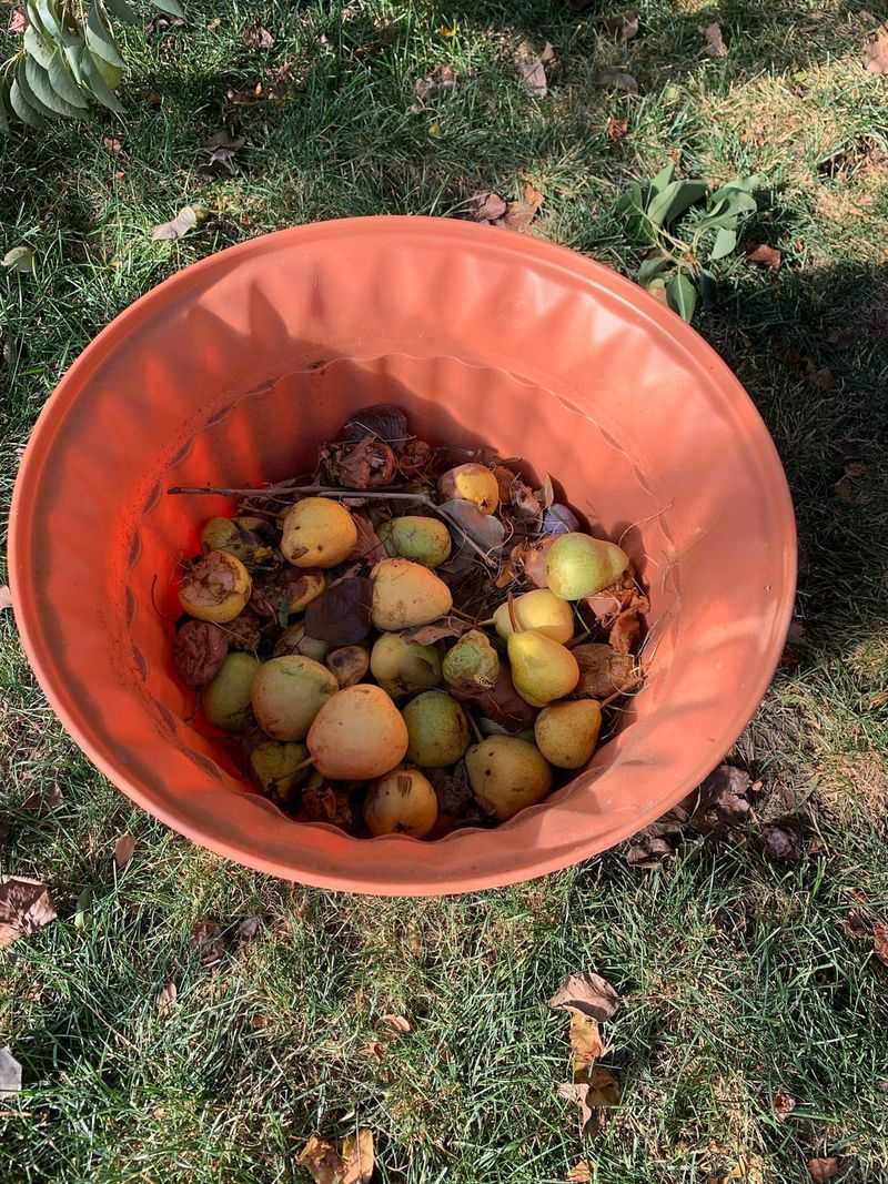 Fermenting Fruit Creates A Powerful Attraction