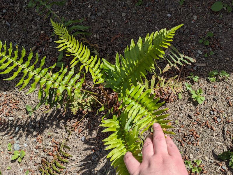 Ferns Benefit From Organic Mulch Layers