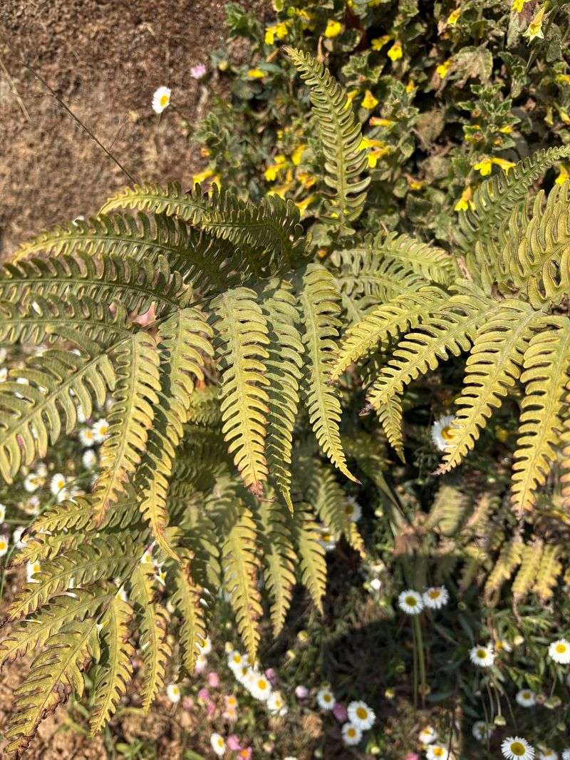 Ferns Suffer Fast Without Moisture