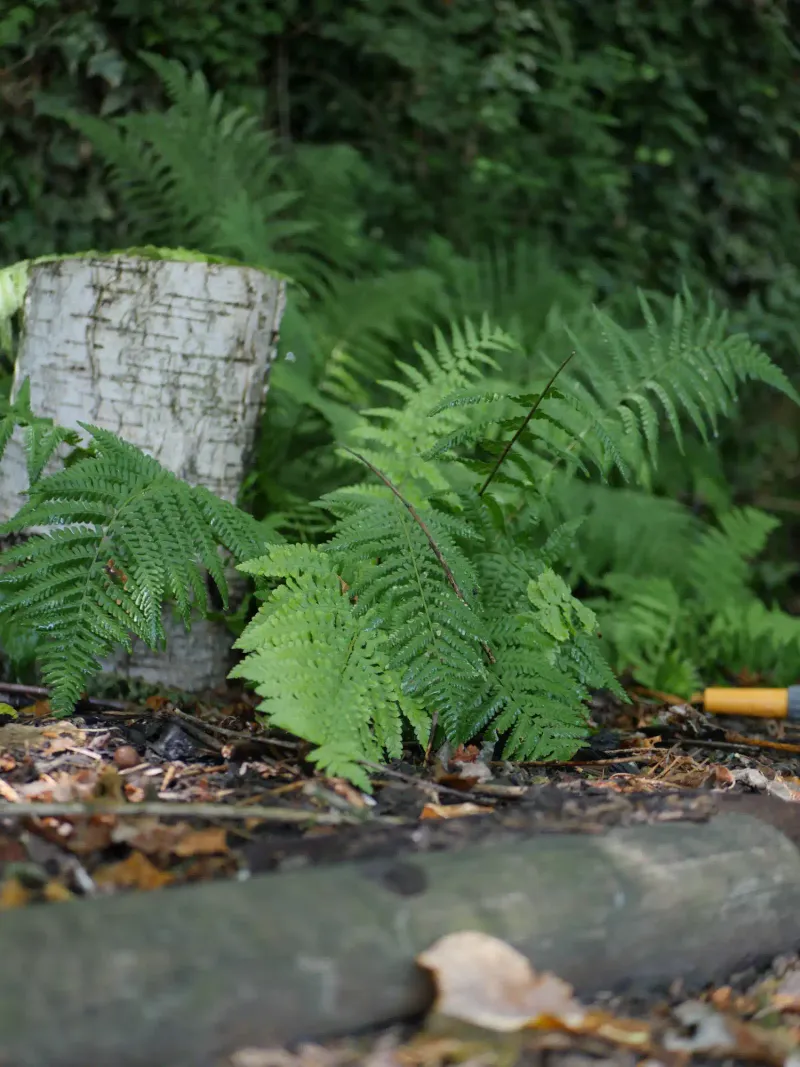 Ferns Thrive On Leaf Compost Like A Forest Floor