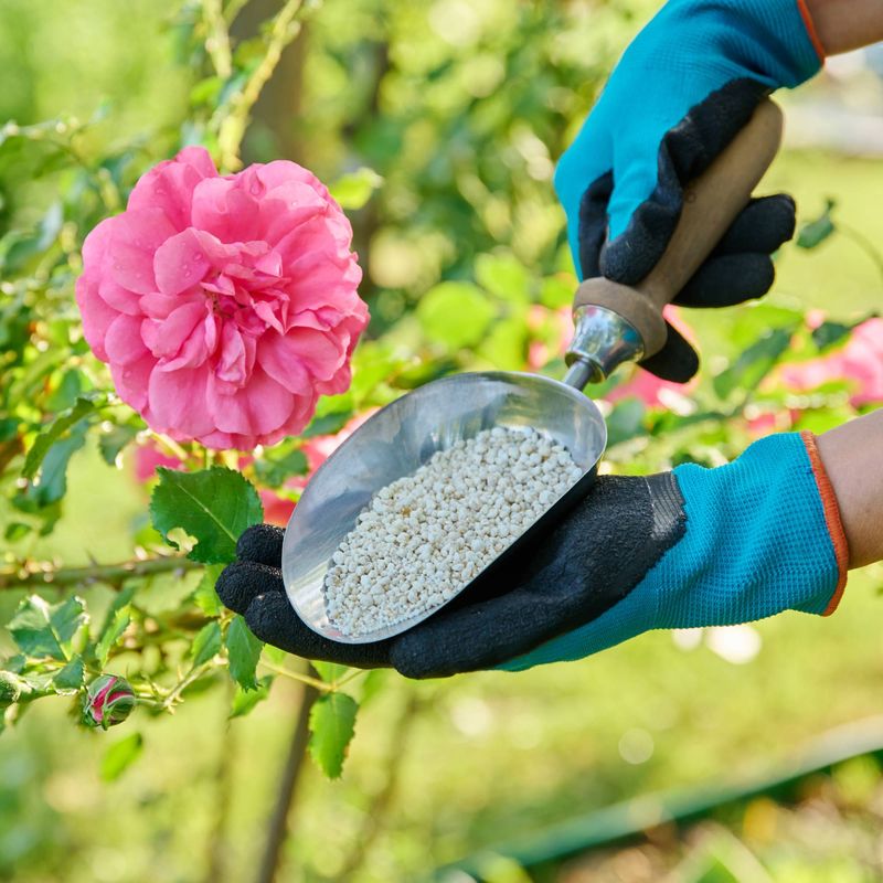 Fertilize Arizona Hibiscus Strategically in Fall