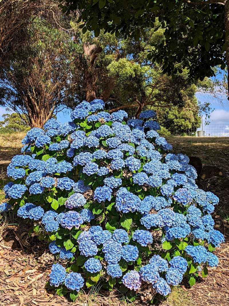 Fertilize Hydrangeas Based On Their Growth Goals