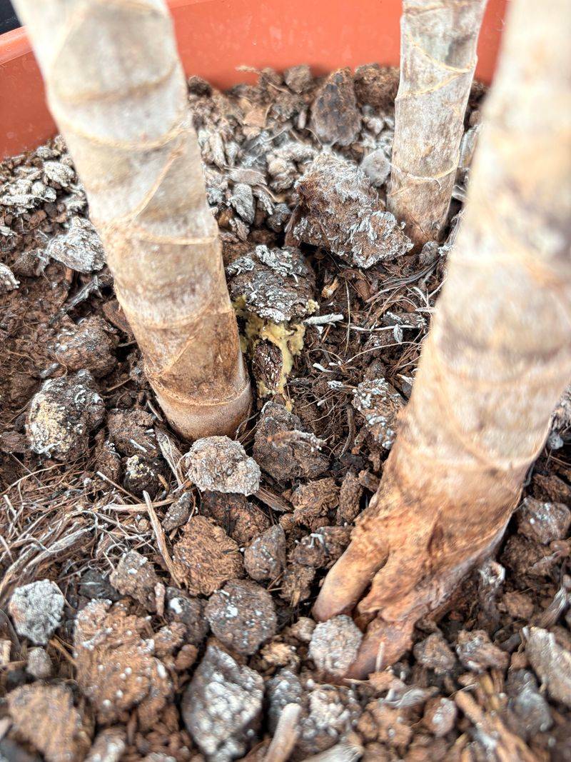 Fertilizer Builds Up When Growth Slows Fertilizer Builds Up When Growth Slows